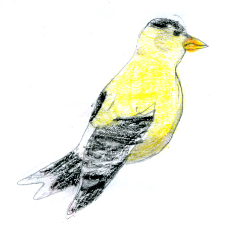 American Goldfinch -- by Zippy age 9