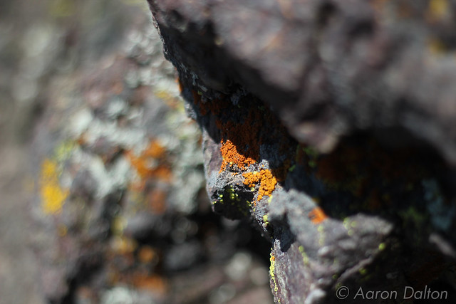 Lichens in the Shade
