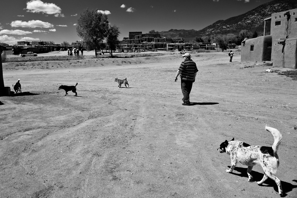 Taos Dogs