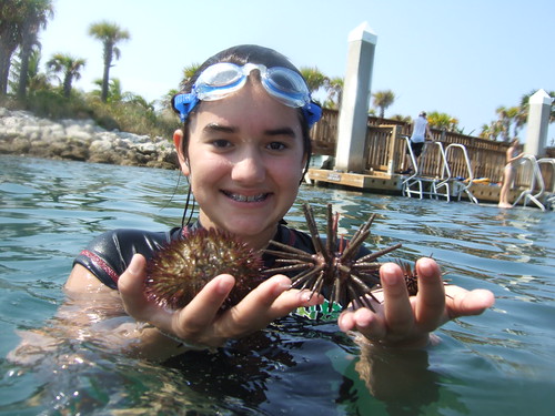 Julia finds 3 species of urchins