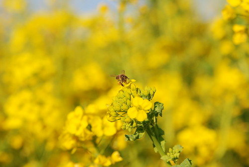 Rape Blossoms with Honey Bee