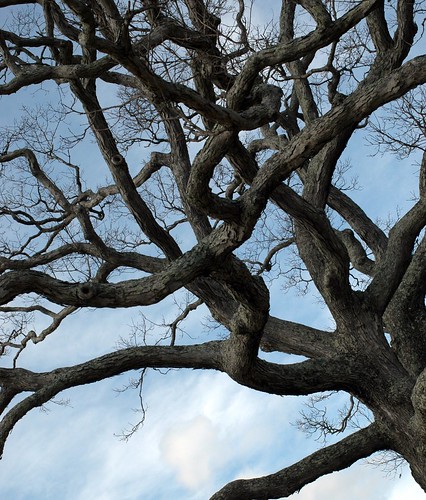 tangle of oak branches