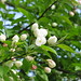Flowers on the tree out by my driveway and S. Lynn 5