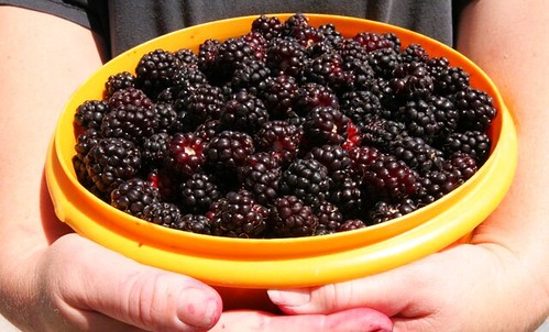 berris2