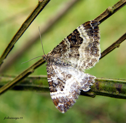 common carpet moth. Common Carpet Moth
