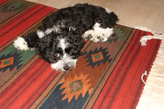 at Grandparent's (shannonblogs) Tags: dog puppy bichon dakota kota havanese