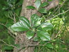 small rosaceous tree, foliage