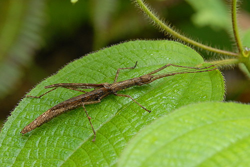 DSC_0072_Stick Insect (Asceles tanarata singapura)
