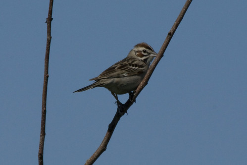 Lark Sparrow {Chondestes grammacus}
