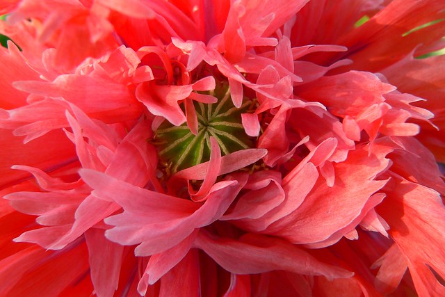 Poppy with Ruffled Feathers