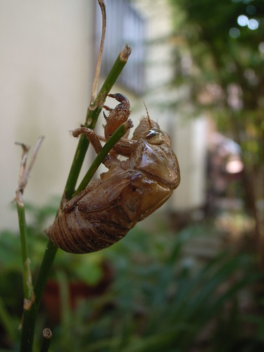 Cast‐off skin of a cicada