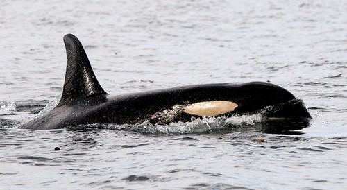 Female Orca by winkyintheuk, on Flickr