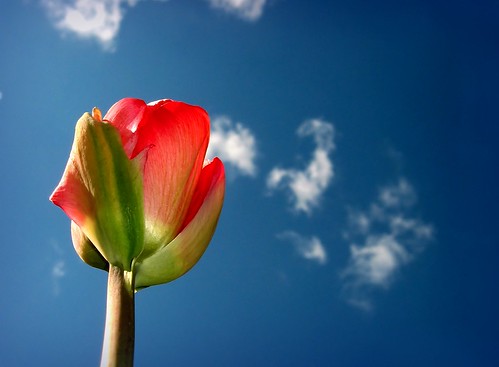 A smoking tulip