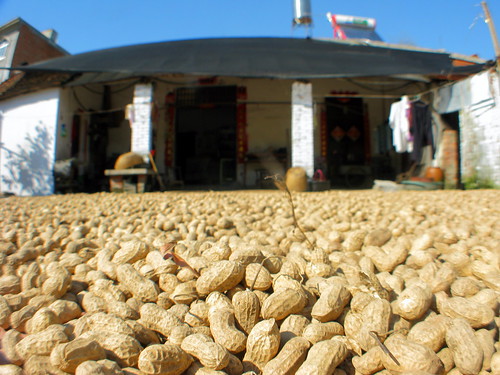Peanuts drying on roadside near Tongbai, Henan Province, China