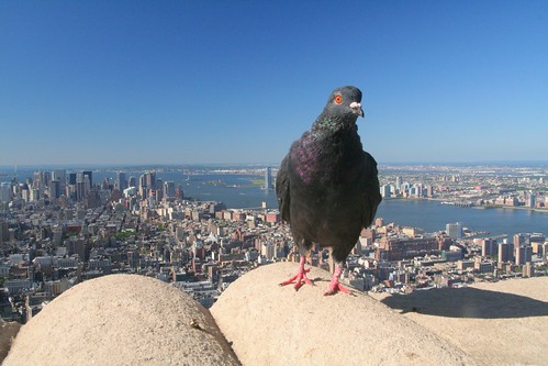 bird's eye view - Empire State building
