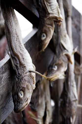 Fish drying outside houses in Qeqertarsuaq