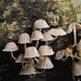 mushroom by dengski