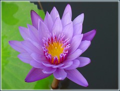 Blooming lotus in peaceful mind...