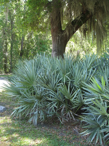 Silver saw palmetto by Gardening in a Minute