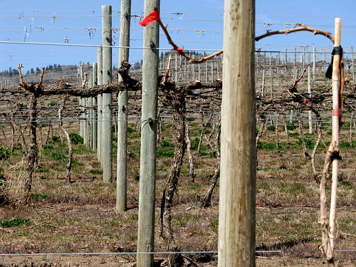 Vines getting ready to grow