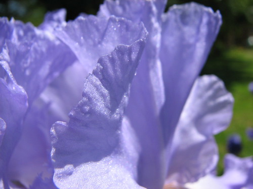 iris petals