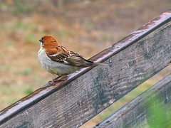 Rain and a russet sparrow