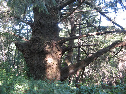 Immense Douglas-fir