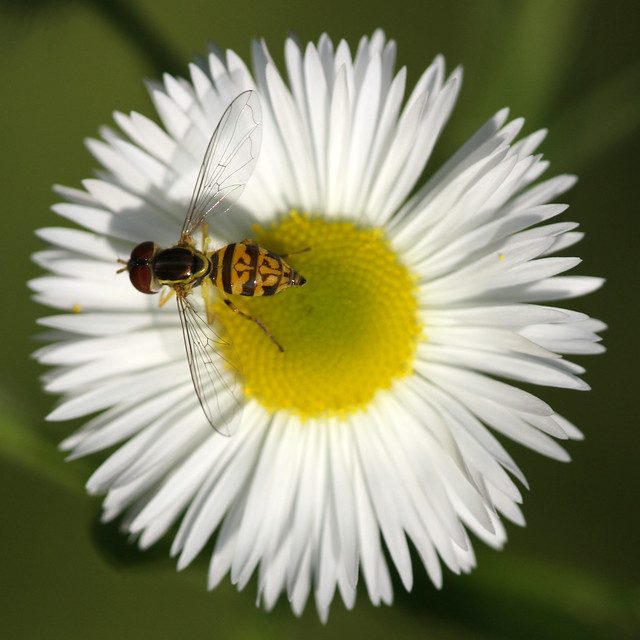 Hoverfly (Toxomerus geminatus)