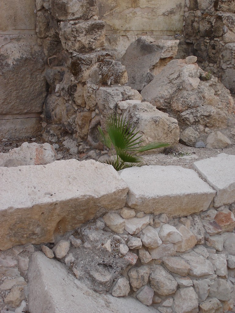 Life sprouts among the ruins