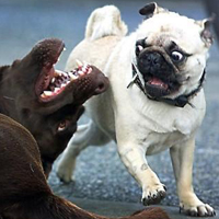 funny-dog-pictures-surprise-pug copy