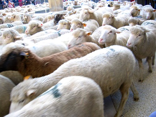 sheepherders work status