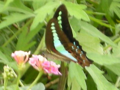 Pothamedu Butterfly