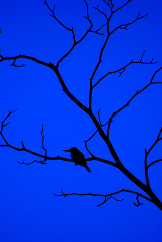 Kingfisher Silhouette