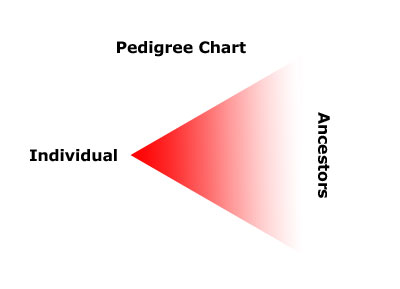 Pedigree-Chart