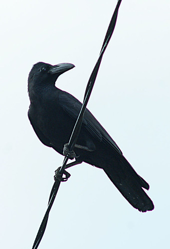 Gagak Paruh Besar @ Large-billed Crow
