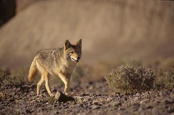 Coyote Stalking Food
