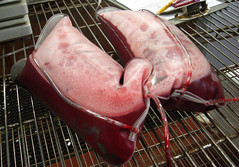 Bags of sheep blood