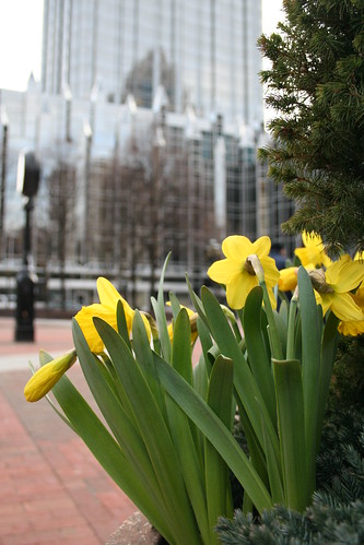 daffodils poem. Market Square daffodils