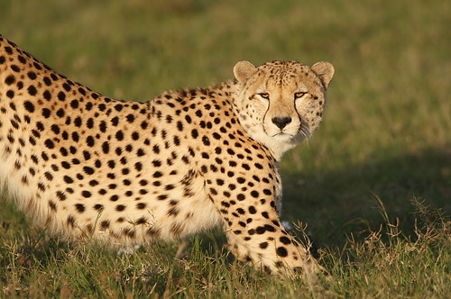 Golden-Cheetah
