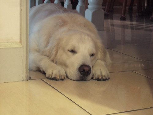 沈睡的胖子狗