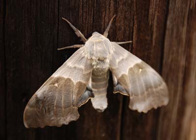 big poplar sphinx moth