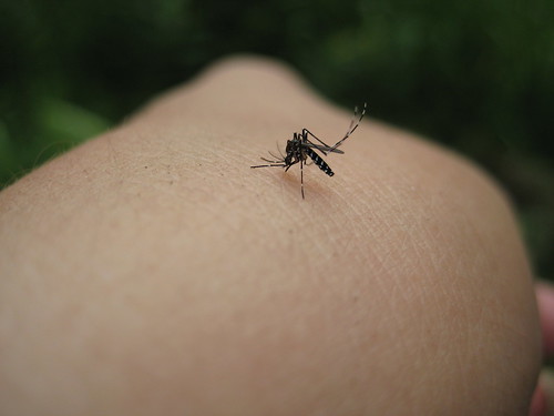 asian tiger mosquito