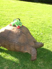 Rod getting a ride on Tommy the tortoise