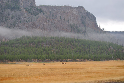 Elk and Deers, Madison River, Yellowstone NP