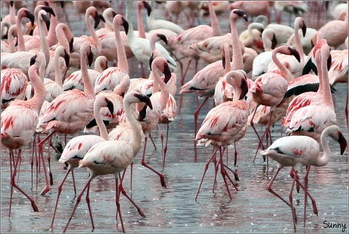 你拍攝的 16 Lake Nakuru - Flamingo。