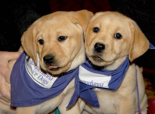 Two totally adorable golden lab puppies with floppy ears, wearing blue cotton bandanas with the tag "Service Dogs."