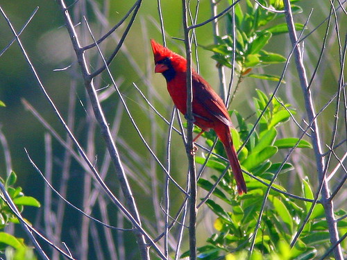 Northern Cardinal 20090316