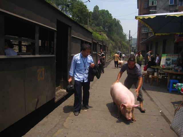 Taking the pigs off the train