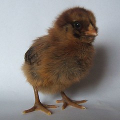 Easter egger chick