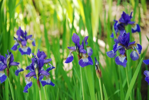 Irises around the pond